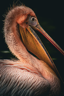 CrowleyPictures by Patrick