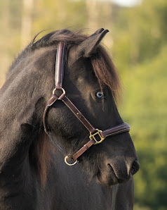 Madlen Aveskamp Fotografie