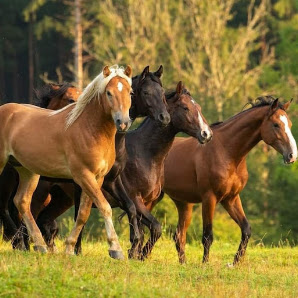 al Tier & Naturfotografie