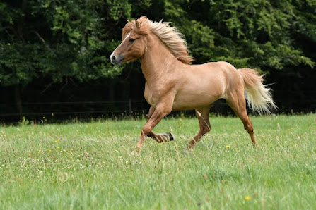 al Tier & Naturfotografie