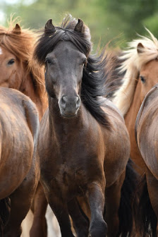 al Tier & Naturfotografie