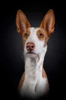 Hundefotografie Michael Hoßdorf