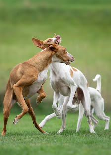 Hundefotografie Michael Hoßdorf