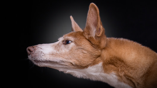 Hundefotografie Michael Hoßdorf