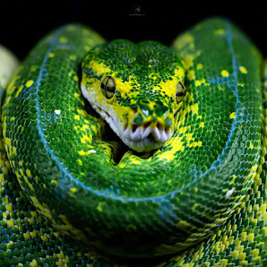 realationpics Tierfotografie