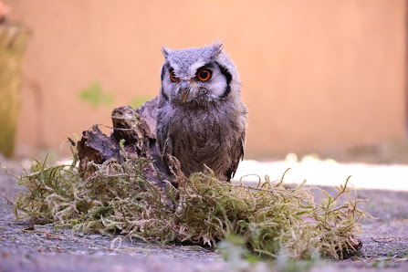 Tanja Brandt