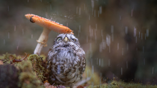 Tanja Brandt