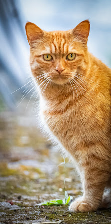 Vortex Fotografie