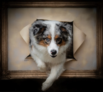 NTPepomons Tierfotografie