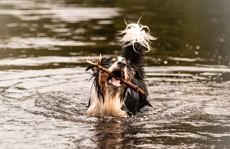NTPepomons Tierfotografie