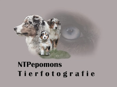 NTPepomons Tierfotografie