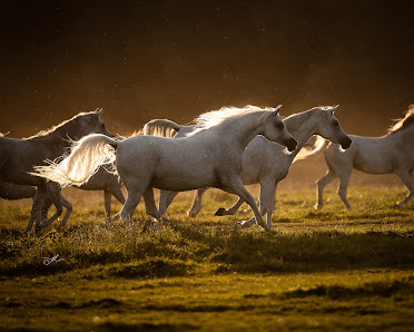 Julia Dohmen Photography