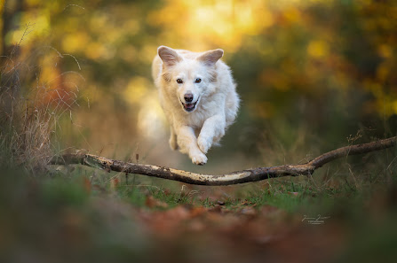 Hundefotografie Jessica