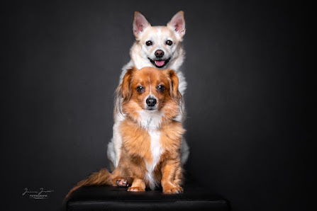 Hundefotografie Jessica