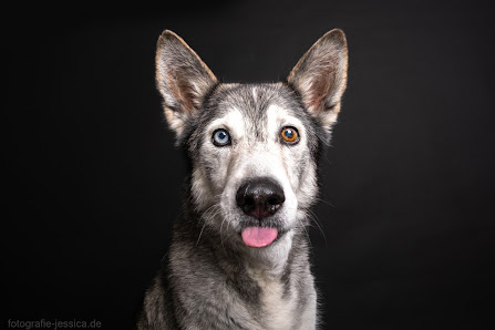 Hundefotografie Jessica