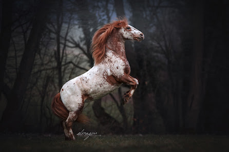 Alina Geis Fotografie