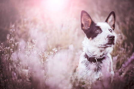 WABI-SABI Tierfotografie & REICO Vertriebspartner