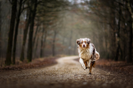 fokuspokus Tierfoto