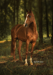 Brigitte Brandenburg Tierfotografie