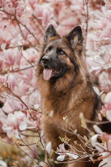 Anica Fotografie / Fotograf, Hunde, Tiere, Familie, Hochzeit