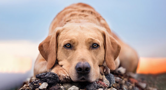 Tierfotografie Natascha Hoffmann