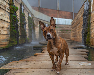 Stefan Schurtz Photography - Tierfotografie, Menschfotografie im Saarland