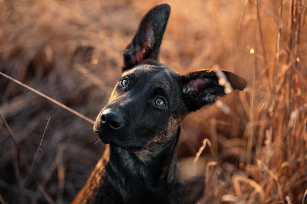 Tierfotografie von Caro's Furnose Fotografie