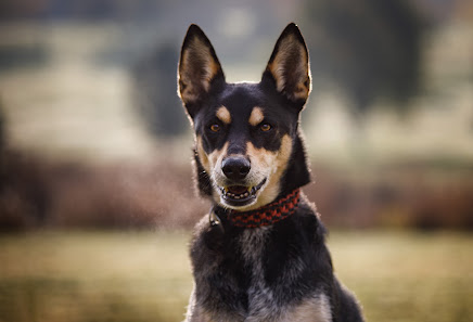Tierfotografie von Caro's Furnose Fotografie
