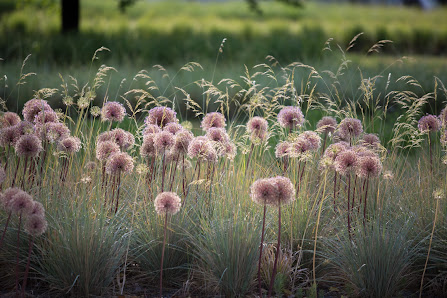 Dirk Mann | flowermedia - Gartenfotograf mit Fotogärtnerei für Gartenfotografie