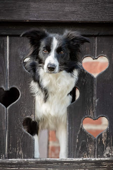 Tierfotografie Daphne Winter
