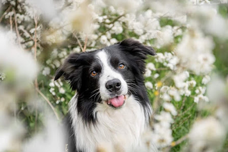 Tierfotografie Daphne Winter