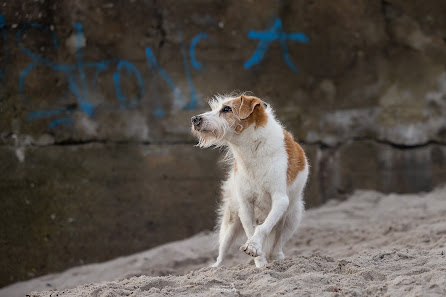 Katja Budnikov Photography - Hundefotografie