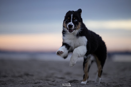 Katja Budnikov Photography - Hundefotografie