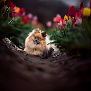 Pferdefotografie by Jasmin Kühmel