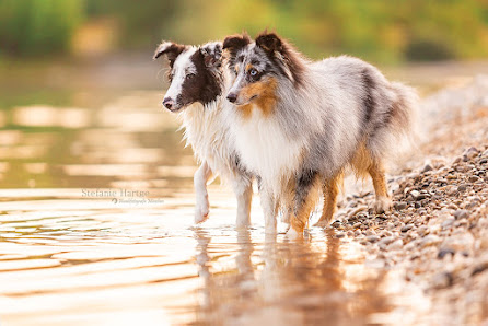 Hundefotografie München | Stefanie Hartge