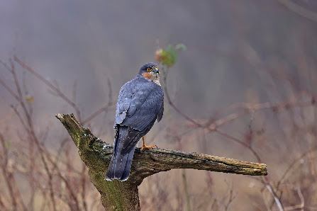 Fotograf, Naturfotografie