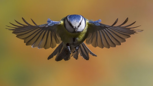 Natur- und Drohnenfotografie / Dr. Ralf Weise