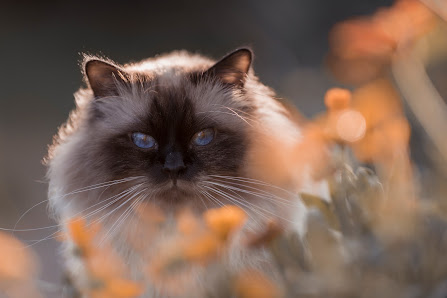 Tierfotografie Susanne Elendt