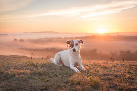 Tierfotografie Susanne Elendt