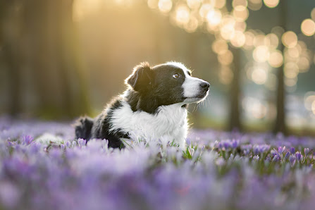 Shetty Photography Dogs & Horses