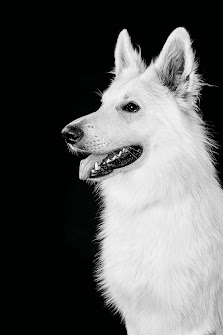 Shetty Photography Dogs & Horses