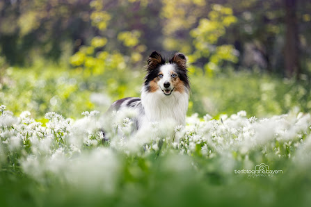 tierfotografie.bayern