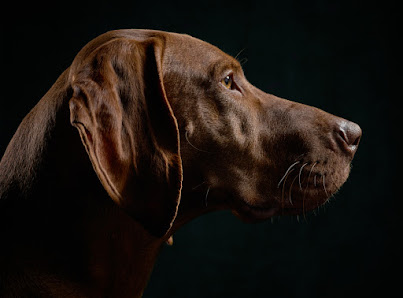True Dogs Photo