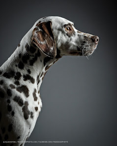True Dogs Photo