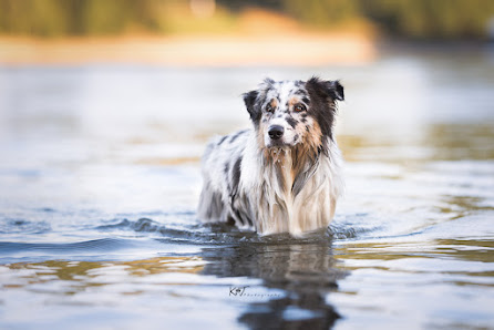 KT Photography - Hundefotografie in Leichlingen, Leverkusen, Solingen, Köln, Düsseldorf & NRW