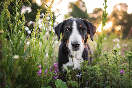 KT Photography - Hundefotografie in Leichlingen, Leverkusen, Solingen, Köln, Düsseldorf & NRW
