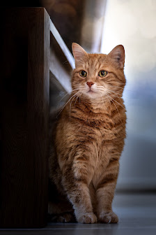 Cats, Dogs & Rock'N'Roll