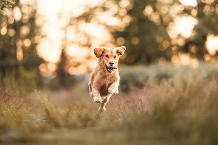 Angelina Brückner Fotografie - Hundefotografie & Pferdefotografie Frankfurt
