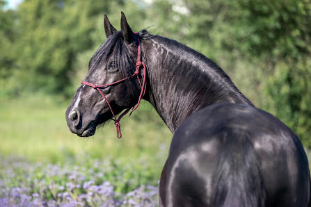 Sabrina Steinert Tierfotografie - YourMemories