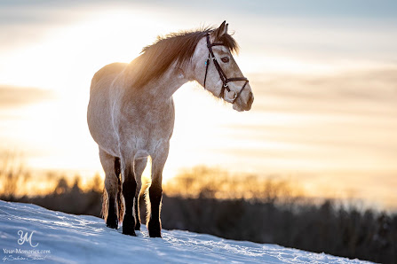 Sabrina Steinert Tierfotografie - YourMemories